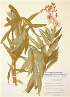 藏品(毛脈柳蘭)的圖片